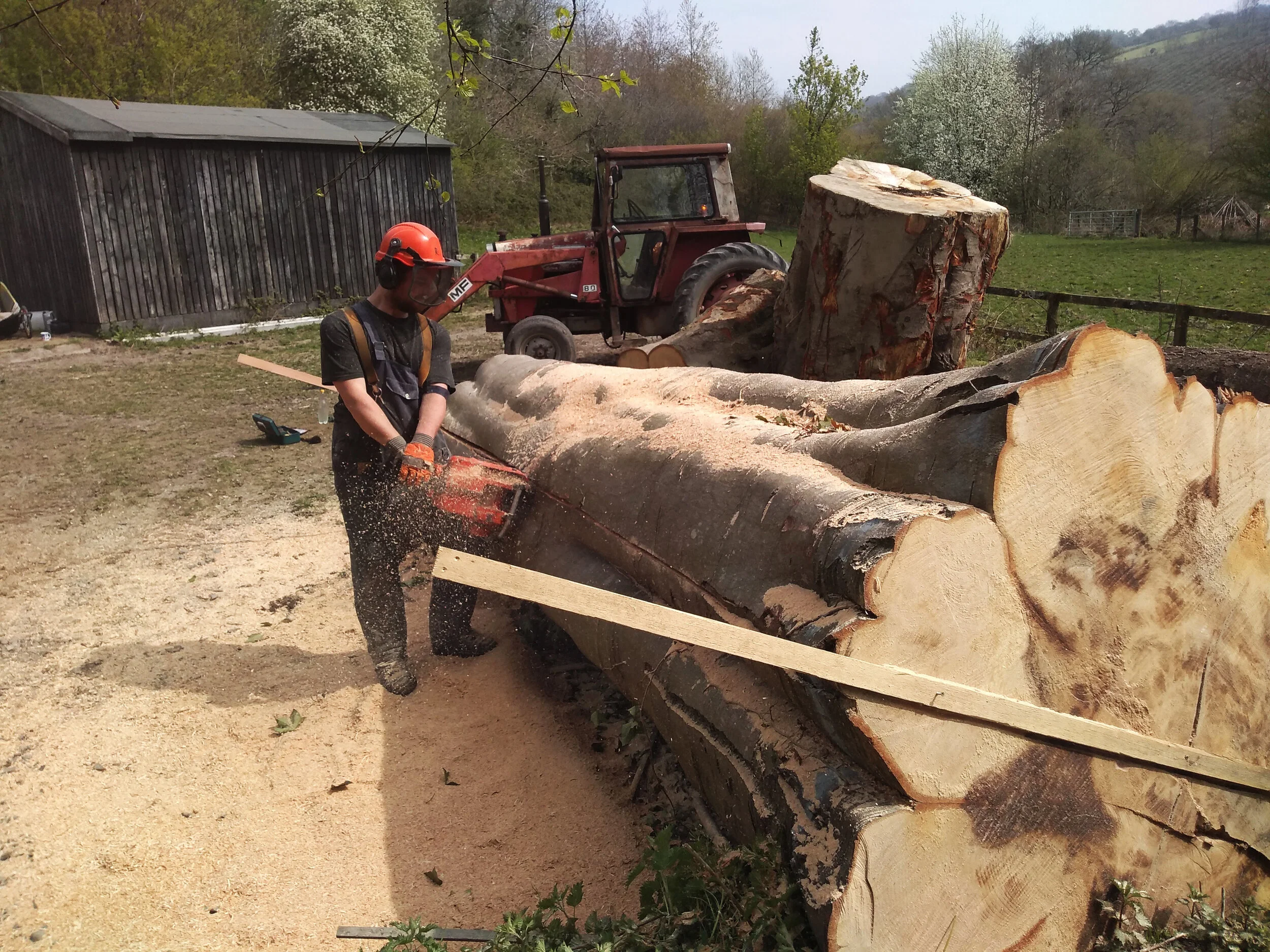 Large spalted beech timber slab destined for a handmade table at Carpenter & Cloth