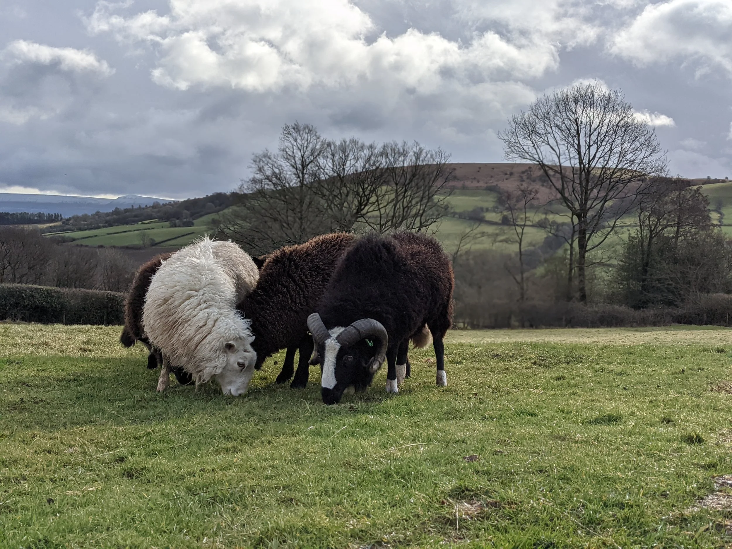 What happens to all of the wool?