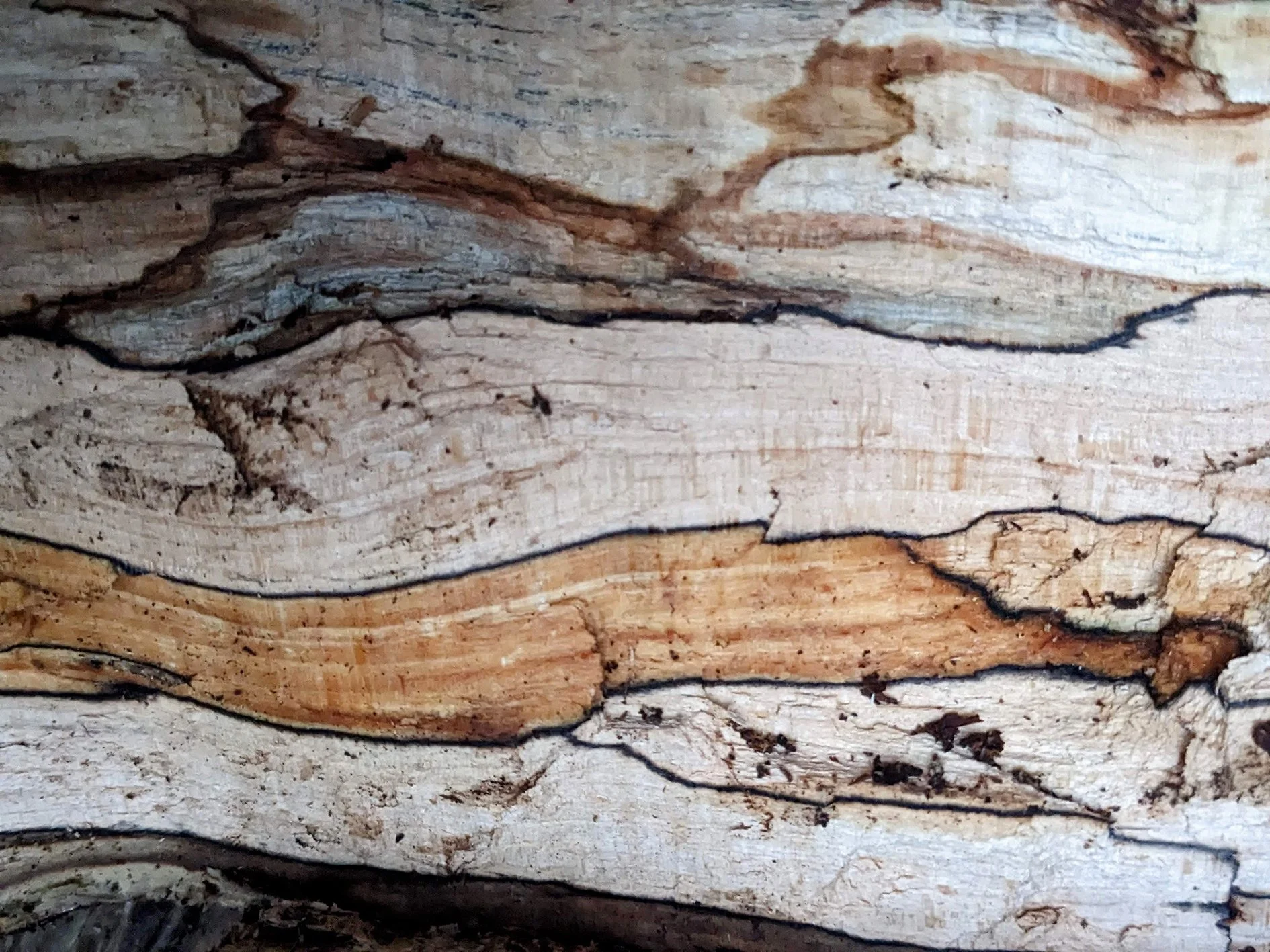 Large spalted beech timber slab destined for a handmade table at Carpenter & Cloth