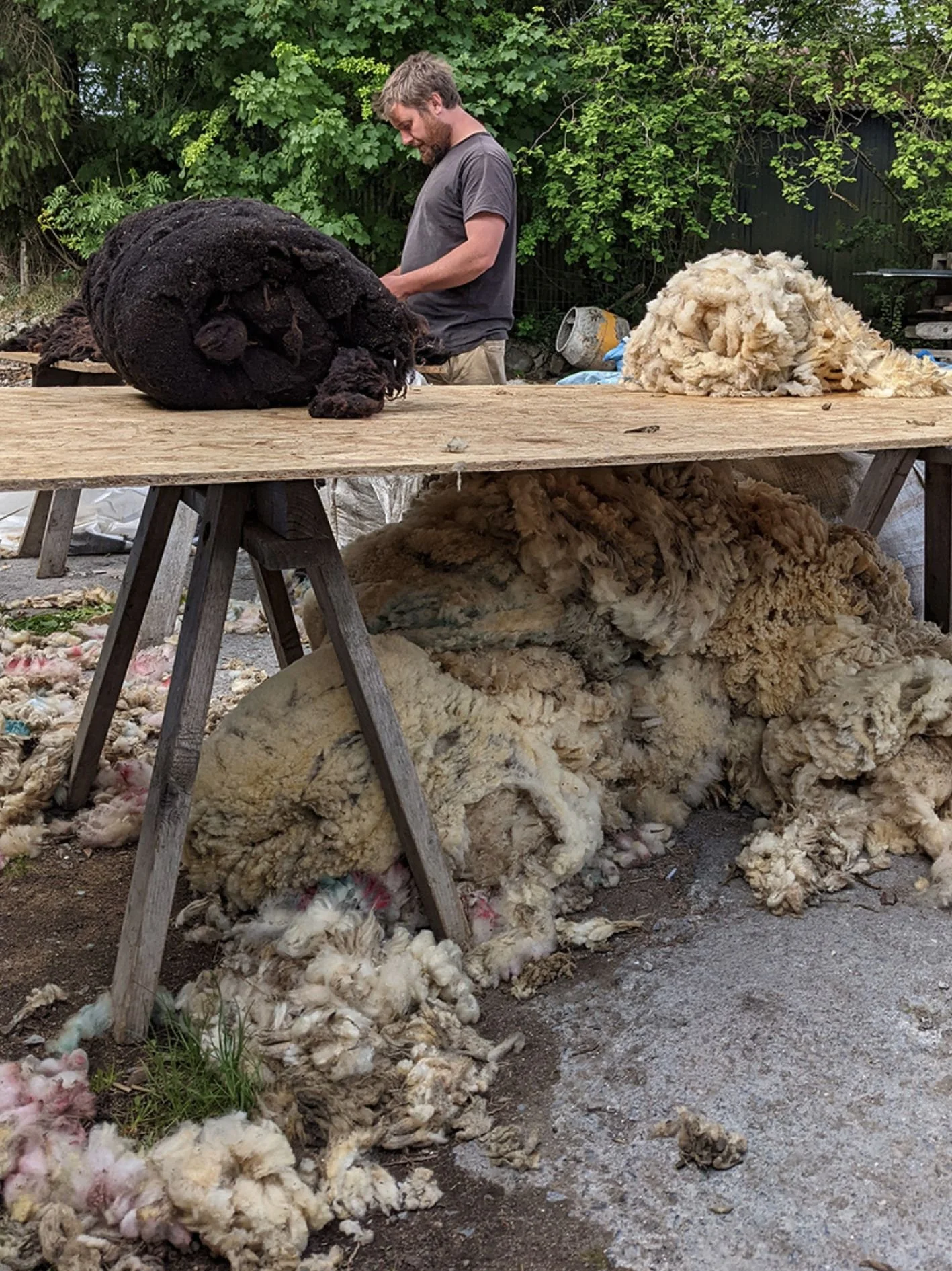 Sorting the wool