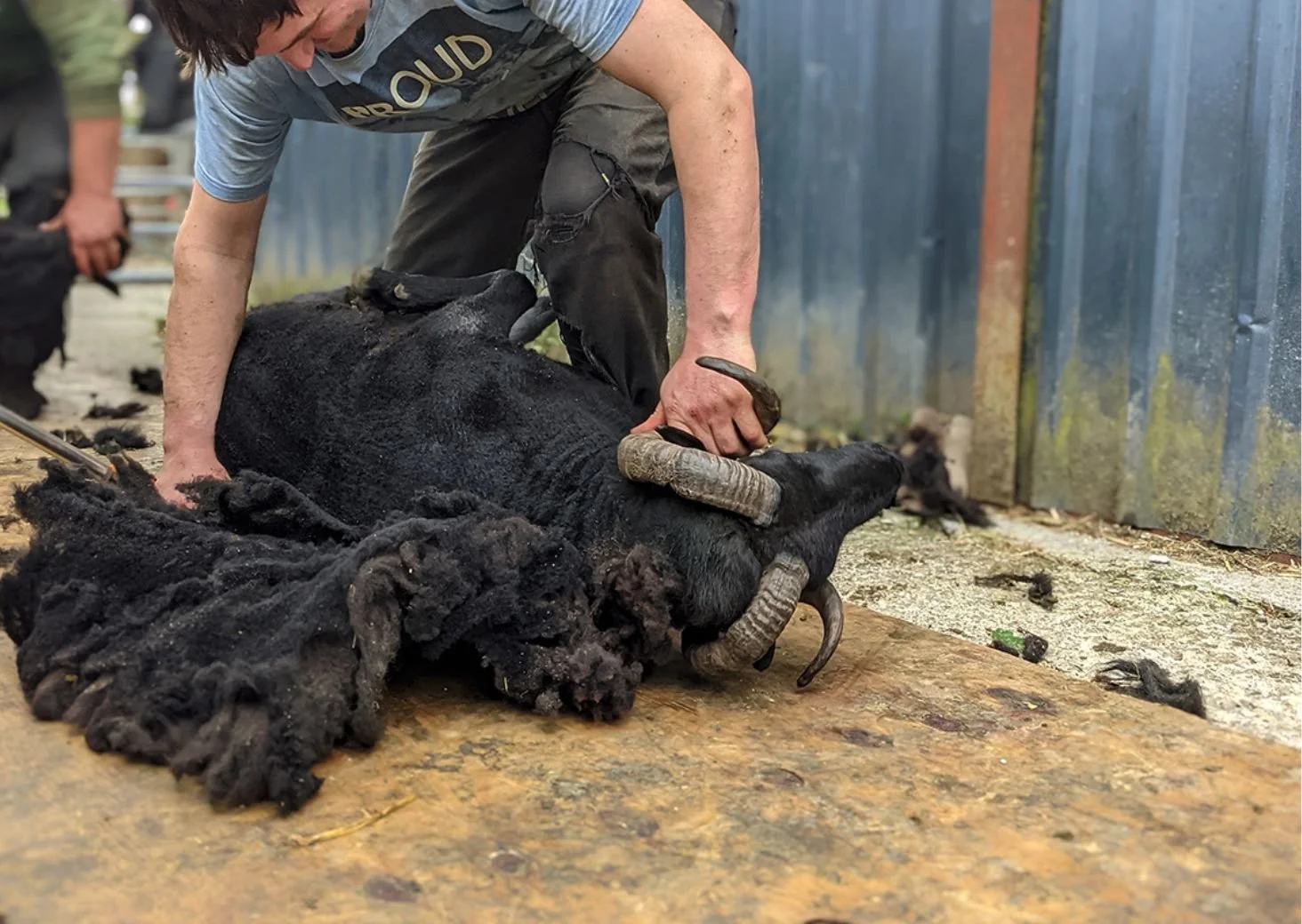 Shearing Black Welsh Moutain